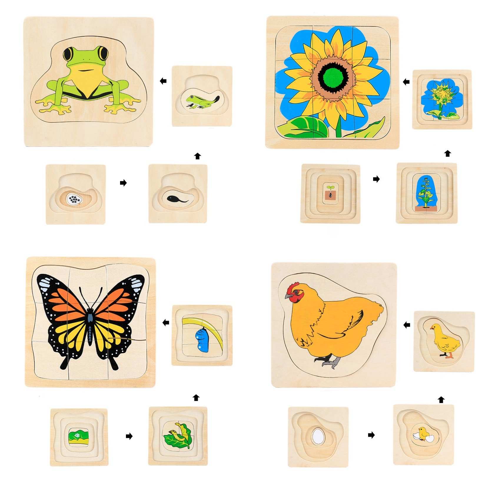 Montessori Life Cycle Puzzle